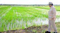 20241203_-_Dukung_Swasembada_Pangan_Bapanas_Perkuat_Stok_Cadangan_Pangan_Pemerintah
