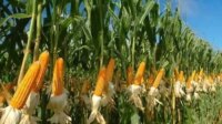 KEBUN-JAGUNG-3457900342