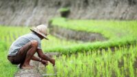 antisipasi-krisis-pangan-pemerintah-akan-buka-lahan-sawah-900-ribu-hektare-lwg