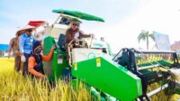 24700-Hektare-Sawah-Baru-Akan-Dibuka-di-Sulawesi-Tenggara-Tahun-Ini-Tersebar-16-Kabupaten-dan-Kota