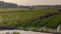 Sawah-di-Batanghari