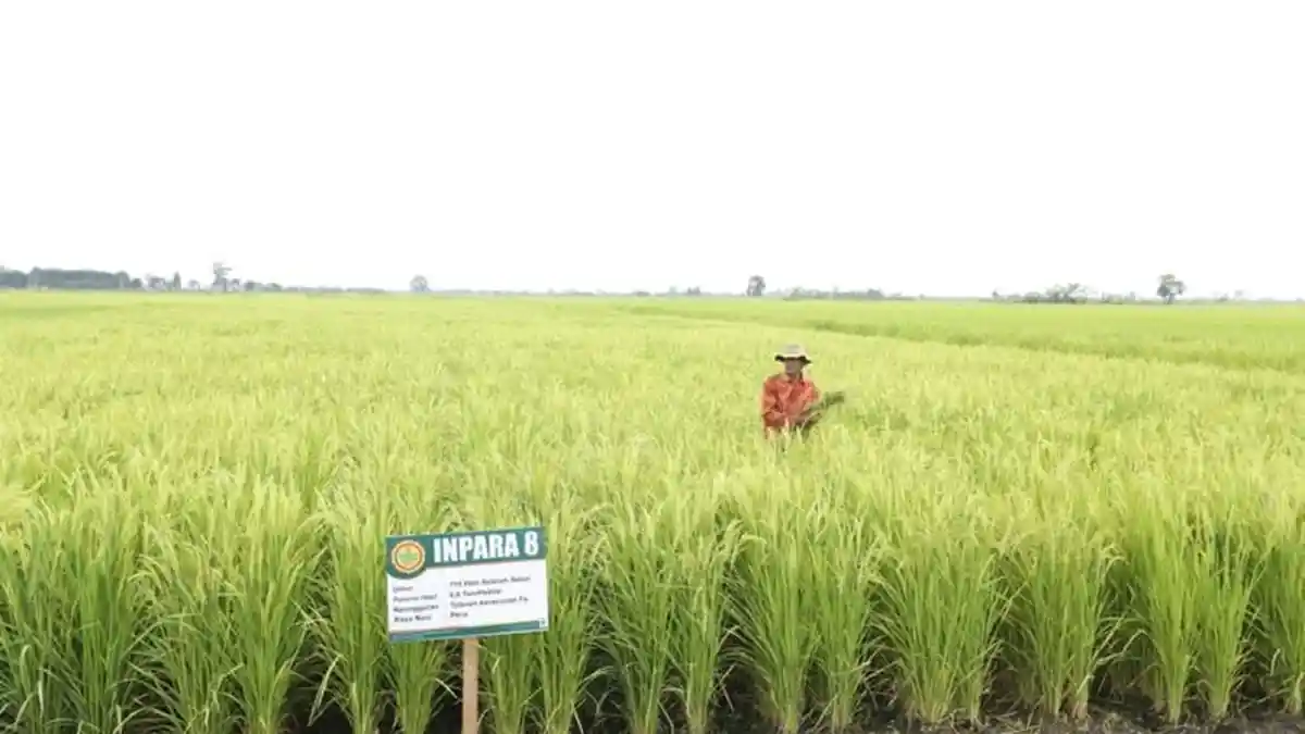 ilustrasi-sawah